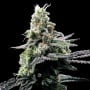 Purple Kosher Feminizada