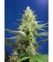 Sweet Pure Auto CBD Feminized - RENOVACION