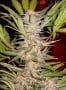 S.A.D. (Sweet Afgani Delicious) Feminized - RENOVACION