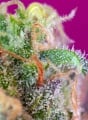 S.A.D. (Sweet Afgani Delicious) Feminizada - RENOVACION