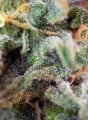 S.A.D. (Sweet Afgani Delicious) Feminizada - RENOVACION