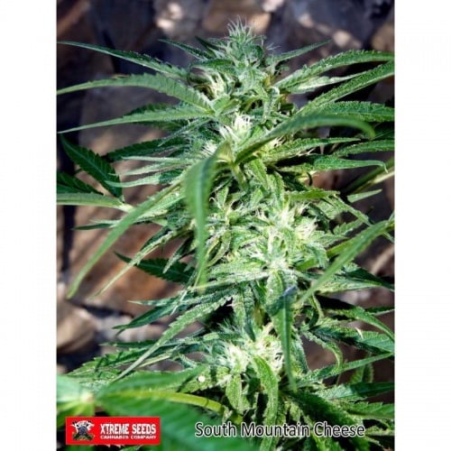 South Mountain Cheese Feminizada