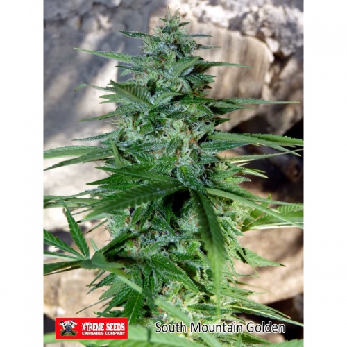 South Mountain Golden Feminizada