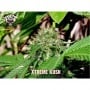 Xtreme Kush Feminizada