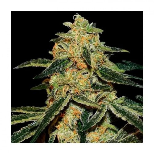 Gorilla Silverback Feminizada