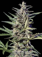 Zkittlez OG Auto Feminizada