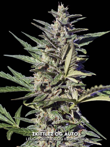Zkittlez OG Auto Feminizada