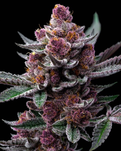 Cherry Poppers 25 u. Feminizada