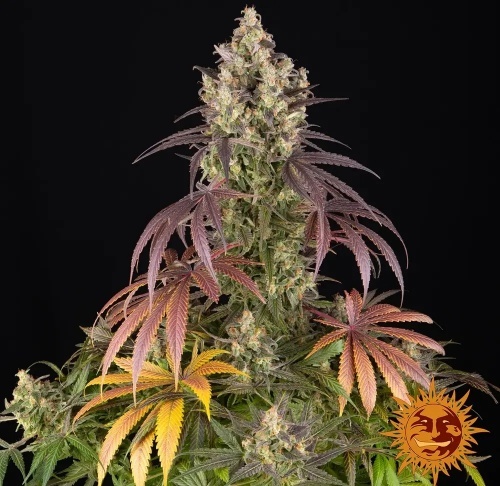 Lemon Cherry Gelato 25 u. Feminizada