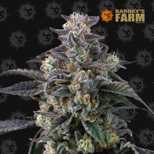 Super Boof 25 u. Feminizada