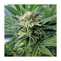 Banana Core Feminizada