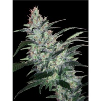 Og Kush Express Auto Feminizada