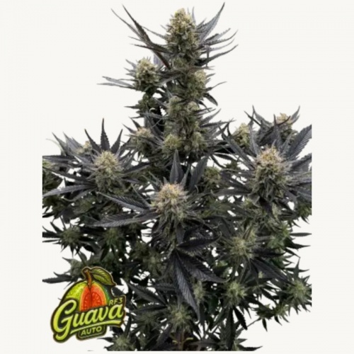 Guava RF3 Auto Feminizada