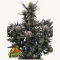 Guava RF3 Auto Feminizada