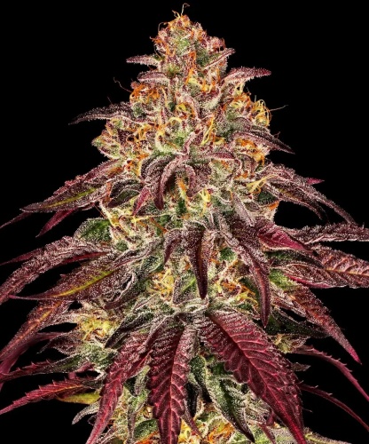 Mimosa x Orange Punch 25 u. Auto feminizada