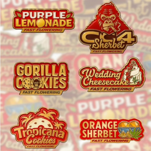 Mix Pack Fastflowering Feminizada