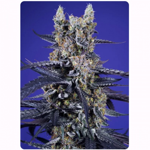 Super Boof XL Auto Feminizada