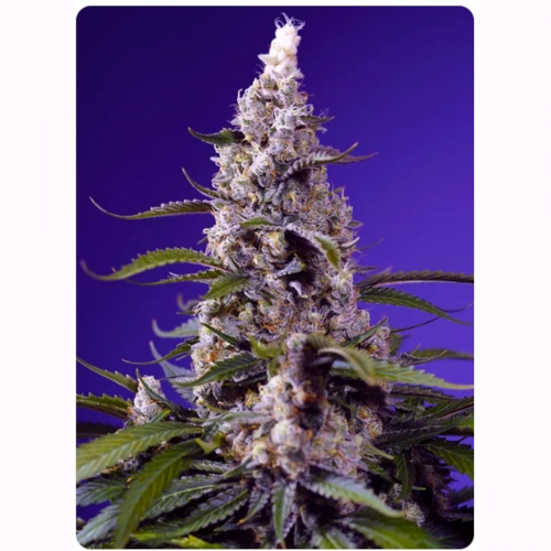 Banana Cream Cake XL Auto Feminizada