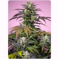 Gelonade Feminizada Asociaciones