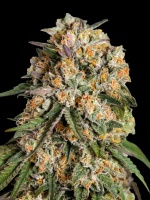 Lemon Cherry Gelato Feminizada