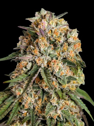 Lemon Cherry Gelato Feminizada