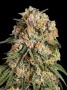 Lemon Cherry Gelato Feminizada