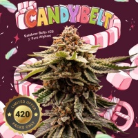 CandyBelt