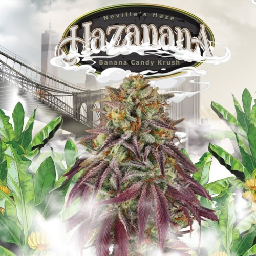 Hazanana