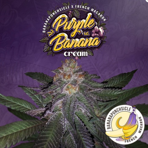 Purple Banana Cream
