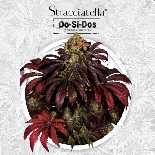 Stracciatela Do-Si-Dos x Strawbanana Cream