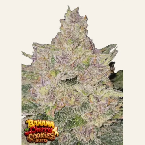 Banana Cherry Cookies Auto Feminizada