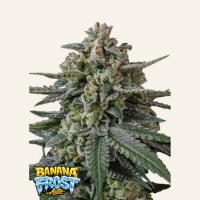 Banana Frost Auto Feminizada