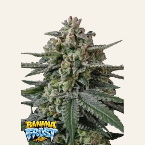 Banana Frost Auto Feminizada