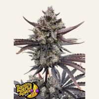 Banana Purple Punch RF3 Auto Feminizada 