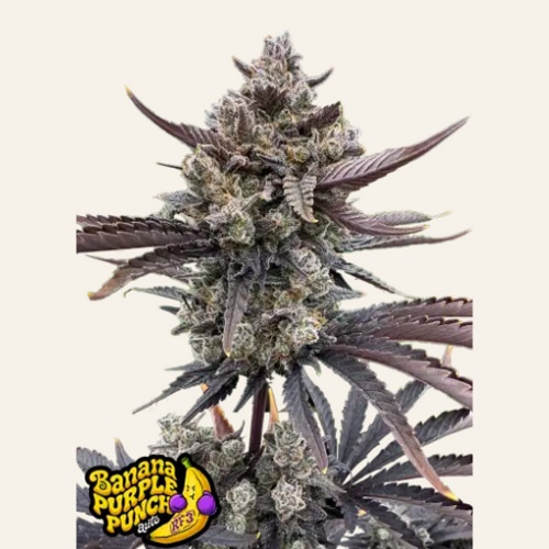 Banana Purple Punch RF3 Auto Feminizada 