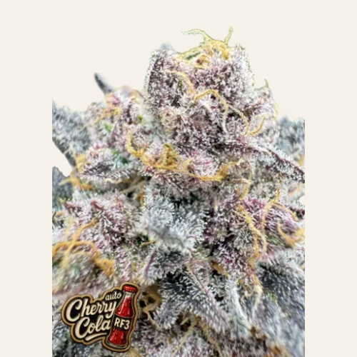 Cherry Cola RF3 Auto Feminizada 