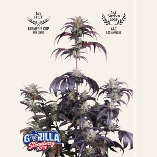 Strawberry Gorilla RF3 Auto Feminizada 