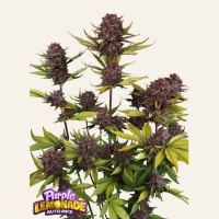 Purple Lemonade RF3 Auto Feminizada 