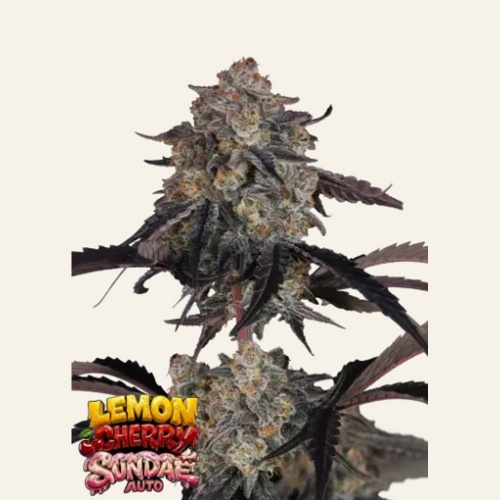 Lemon Cherry Sundae Auto Feminizada