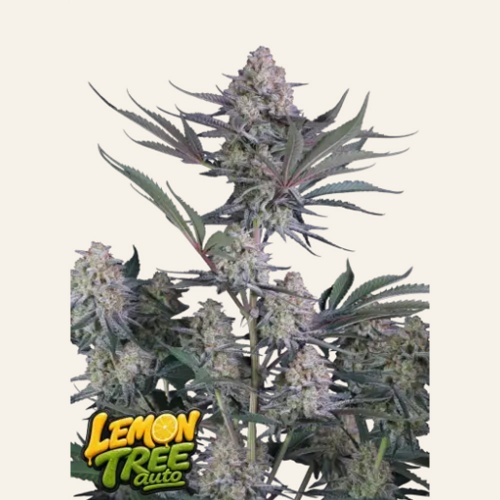 Lemon Tree Auto Feminizada