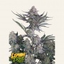 Lemon Tree Auto Feminizada