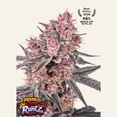 Mango Cherry Runtz Auto Feminizada