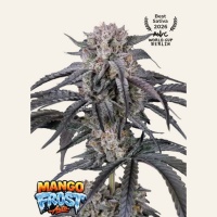 Mango Frost Auto Feminizada