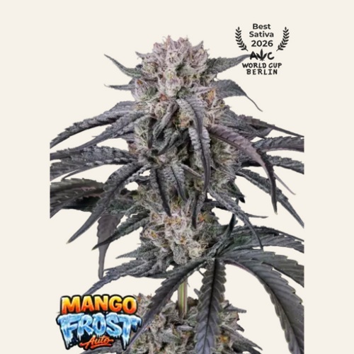 Mango Frost Auto Feminizada