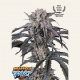 Mango Frost Auto Feminizada