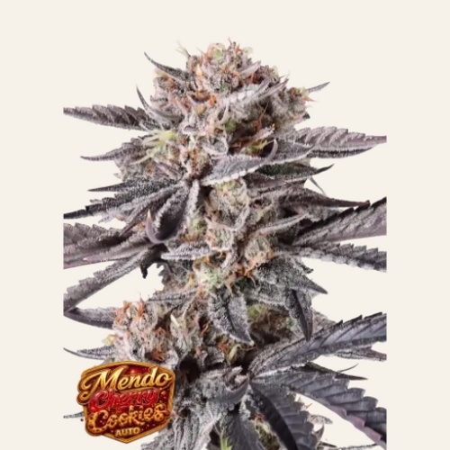 Mendo Cherry Cookies Auto Feminizada
