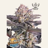 Mendo Frost Auto Feminizada