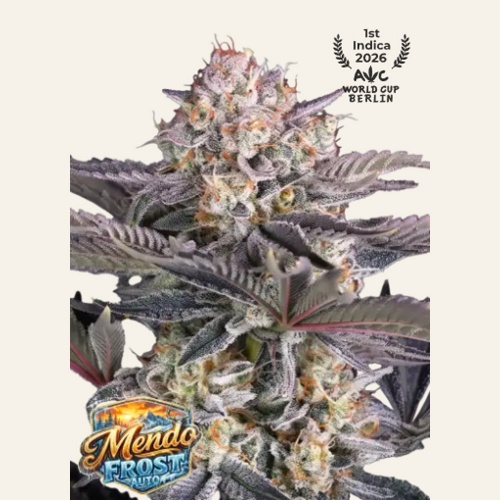 Mendo Frost Auto Feminizada