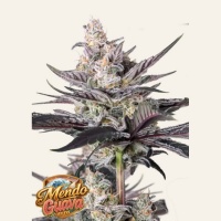 Mendo Guava Auto Feminizada