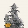 Pineapple OG Auto Feminizada